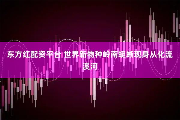 东方红配资平台 世界新物种岭南蜓蜥现身从化流溪河