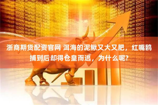 浙商期货配资官网 洱海的泥鳅又大又肥，红嘴鸥捕到后却得仓皇而逃，为什么呢?